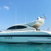 Mangusta 72